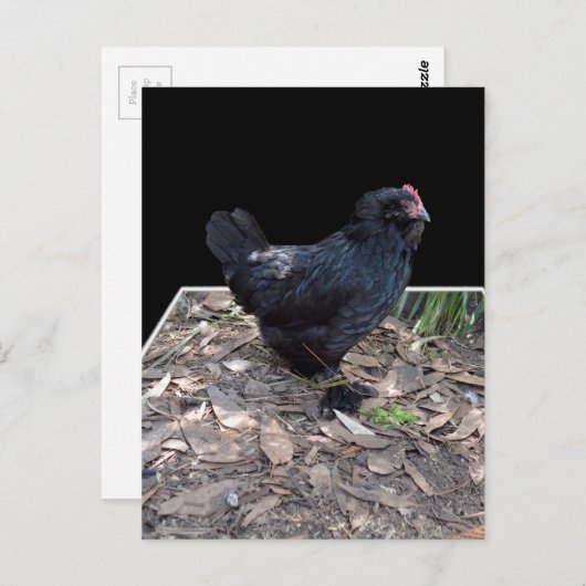 黒い鶏の三ポップ・アートの分出し,_はがき ポストカード (正面/裏面)