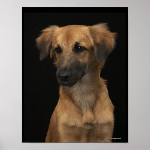 黒い鼻を持つ茶色の資源犬 ポスター