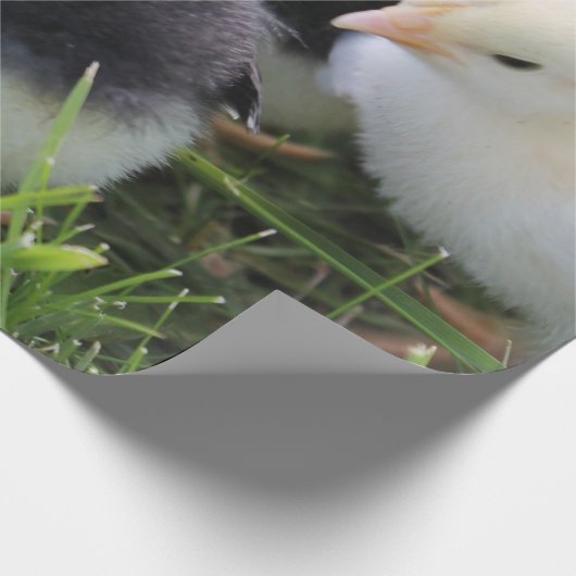 黒い4および黄色いベビーの鶏のひよこ ラッピングペーパー (角)