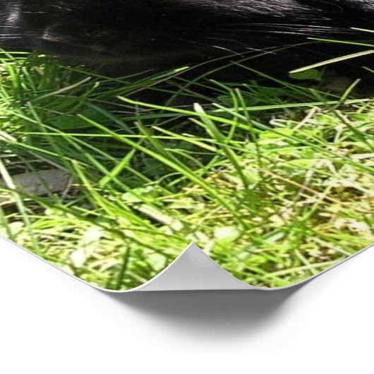 黒うさぎ ポスター (角)