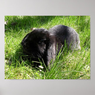 黒うさぎ ポスター