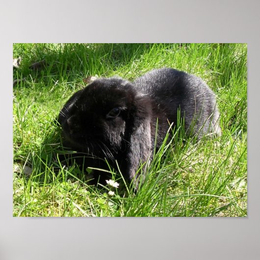 黒うさぎ ポスター (正面)