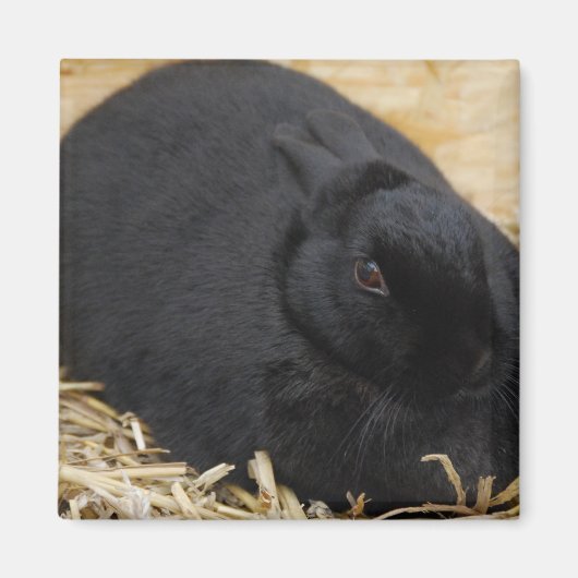 黒うさぎ マグネット (正面)