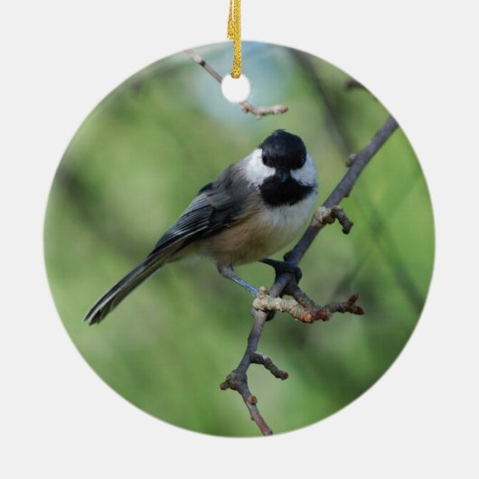 黒おおわれた《鳥》アメリカゴガラのオーナメント セラミックオーナメント (裏面)