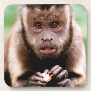 黒おおわれたcapuchin猿のクローズアップ コースター