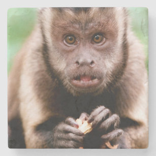 黒おおわれたcapuchin猿のクローズアップ ストーンコースター