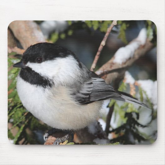 黒おおわれたCickadee マウスパッド (正面)