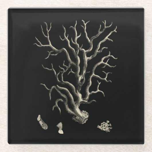 黒およびタンの珊瑚 ガラスコースター (正面)