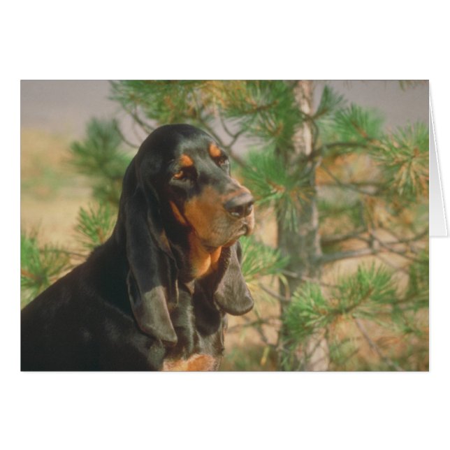 黒およびタンのCoonhound (正面横)