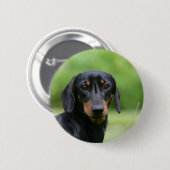 黒およびタンMinitureのダックスフント1 缶バッジ (正面&裏面)