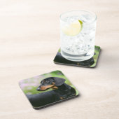 黒およびタンMinitureのダックスフント2 コースター (右側)