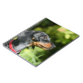 黒およびタンMinitureのダックスフント3 ノートブック (左側)