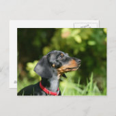 黒およびタンMinitureのダックスフント3 ポストカード (正面/裏面)