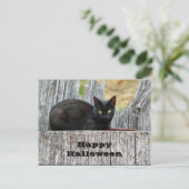 黒かわいらし猫ログ写真ハロウィーン ポストカード (スタンド正面)