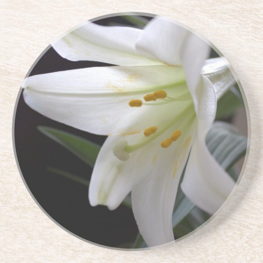 黒かわいらし色の純粋な白のイースターユリの花 コースター (正面)