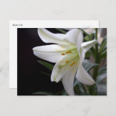 黒かわいらし色の純粋な白のイースターユリの花 シーズンポストカード (正面/裏面)