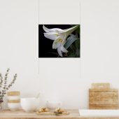 黒かわいらし色の純粋な白のイースターユリの花 ポスター (キッチン)