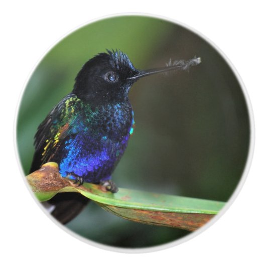 黒かわいらし色、青と緑のハミングバード セラミックノブ (正面)