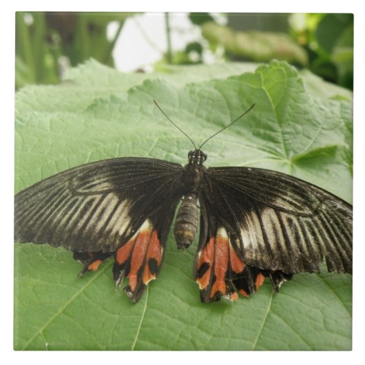 黒かわいらし赤と金ゴールドバタフライタイル タイル (正面)