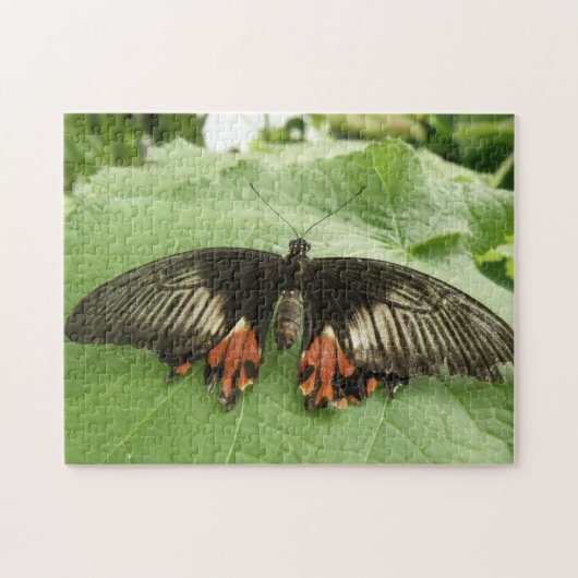 黒かわいらし赤と金ゴールド蝶パズル ジグソーパズル (横)