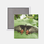 黒かわいらし赤及び金ゴールドバタフライ磁石 マグネット (正面/裏面)