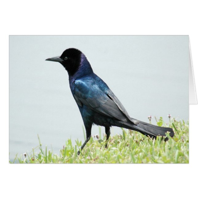 黒かわいらし鳥クロウカード (正面横)