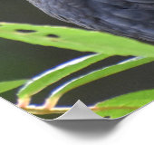 黒かわいらし鳥 ポスター (角)