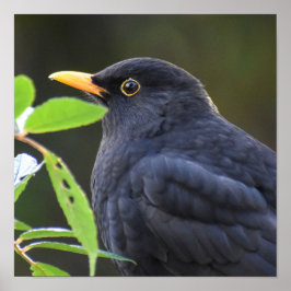 黒かわいらし鳥 ポスター