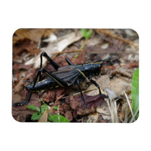 黒くおよび黄色のコオロギ マグネット