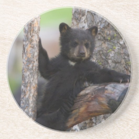黒くまの子グマのくつろぎ コースター (正面)