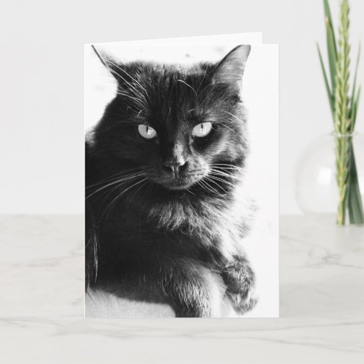 黒く及び白い写真のかわいらしい黒猫、空白のなノート カード (正面)