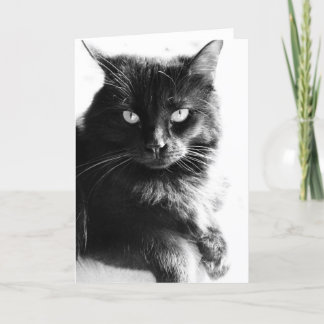 黒く及び白い写真のかわいらしい黒猫、空白のなノート カード