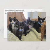 黒く及び白い子ネコ2014年 案内ポストカード (正面/裏面)