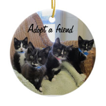 黒く及び白い子ネコ