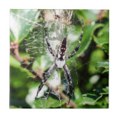 黒く及び黄色のArgiopeの庭くものセラミックタイル タイル (正面)