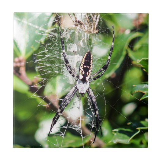 黒く及び黄色のArgiopeの庭くものセラミックタイル タイル (正面)