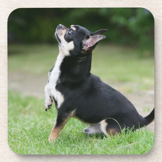 黒く、クリーム色のチワワ コースター (正面)