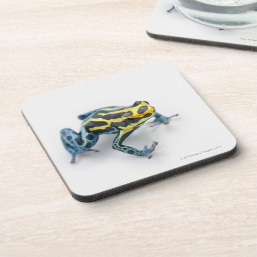 黒く、黄色および青の毒投げ矢のカエル コースター (左側)