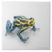 黒く、黄色および青の毒投げ矢のカエル タイル (正面)