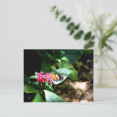 黒とオレンジの蝶 ポストカード (スタンド正面)