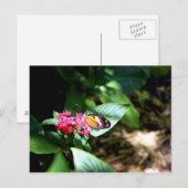 黒とオレンジの蝶 ポストカード (正面/裏面)