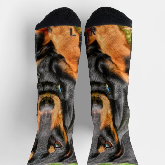 黒とタンの滑らかなダックスシュントの写真 ソックス (上部)