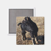 黒とタン・キッド マグネット (正面/裏面)