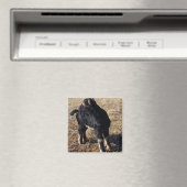 黒とタン・キッド マグネット (インサイチュ (食洗機))