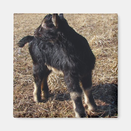 黒とタン・キッド マグネット (正面)