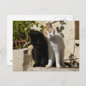 黒と白がオレンジ色の可愛い子猫 ポストカード (正面/裏面)