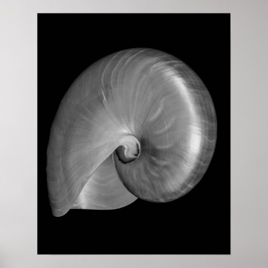 黒と白のオウムガイの貝殻 ポスター (正面)