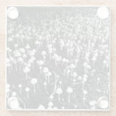 黒と白のキノコのコロニー写真 ガラスコースター (裏面)