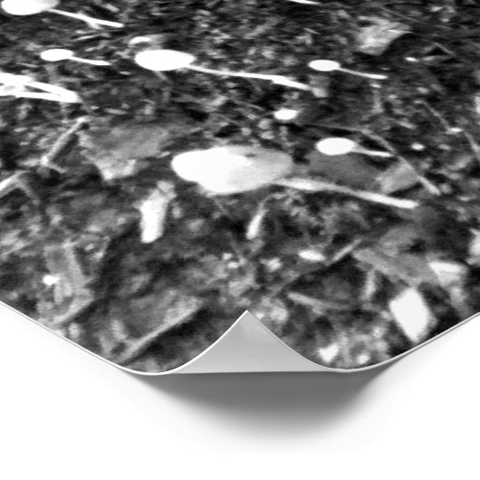 黒と白のキノコのコロニー写真 ポスター (角)