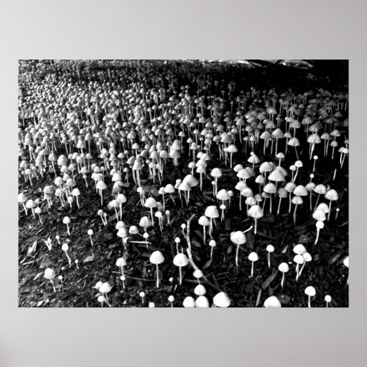 黒と白のキノコのコロニー写真 ポスター (正面)
